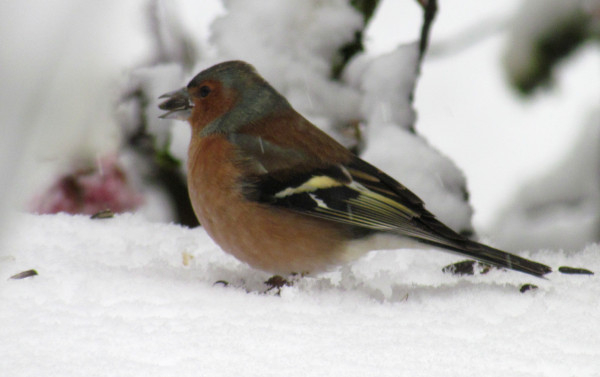 Pinson des arbres (Fringilla coelebs) mâle © Catherine Thiebaut